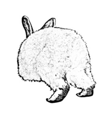 うさぎ!