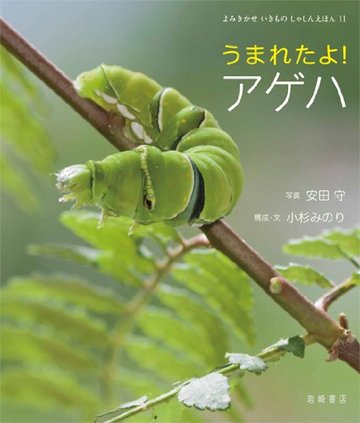 アゲハ蝶の幼虫の育て方をご紹介 餌やりから参考になる本まで 教養も ホンシェルジュ