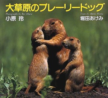 大草原のプレーリードッグ