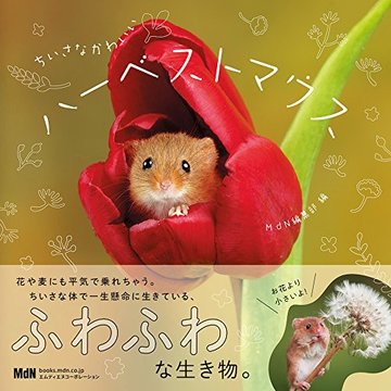 ちいさなかわいいハーベストマウス