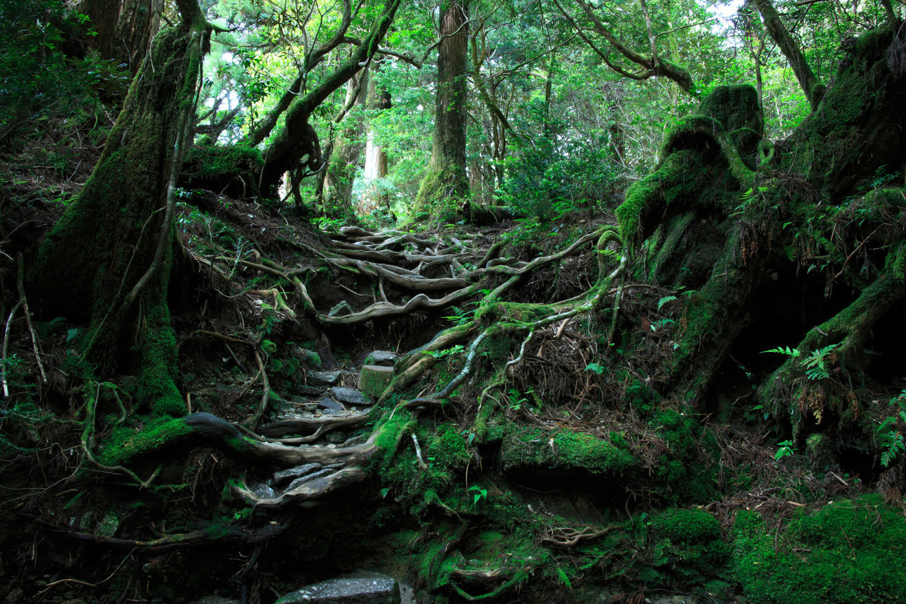 C W ニコルのおすすめ本5選 英国出身で日本に帰化した 森を愛する作家 ホンシェルジュ