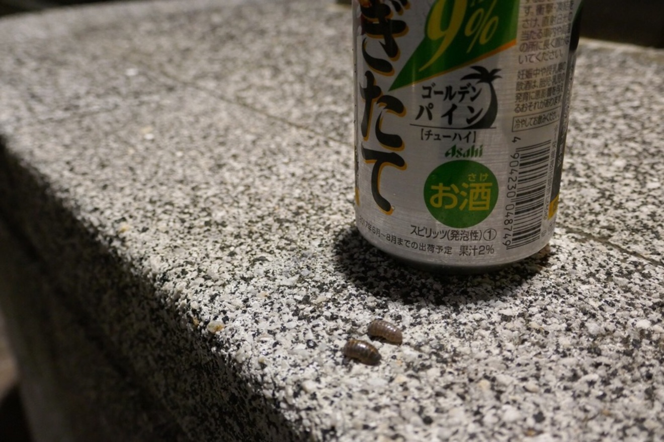 【第7回】生垣に突っ込んで転んだ話(25歳・晩秋)