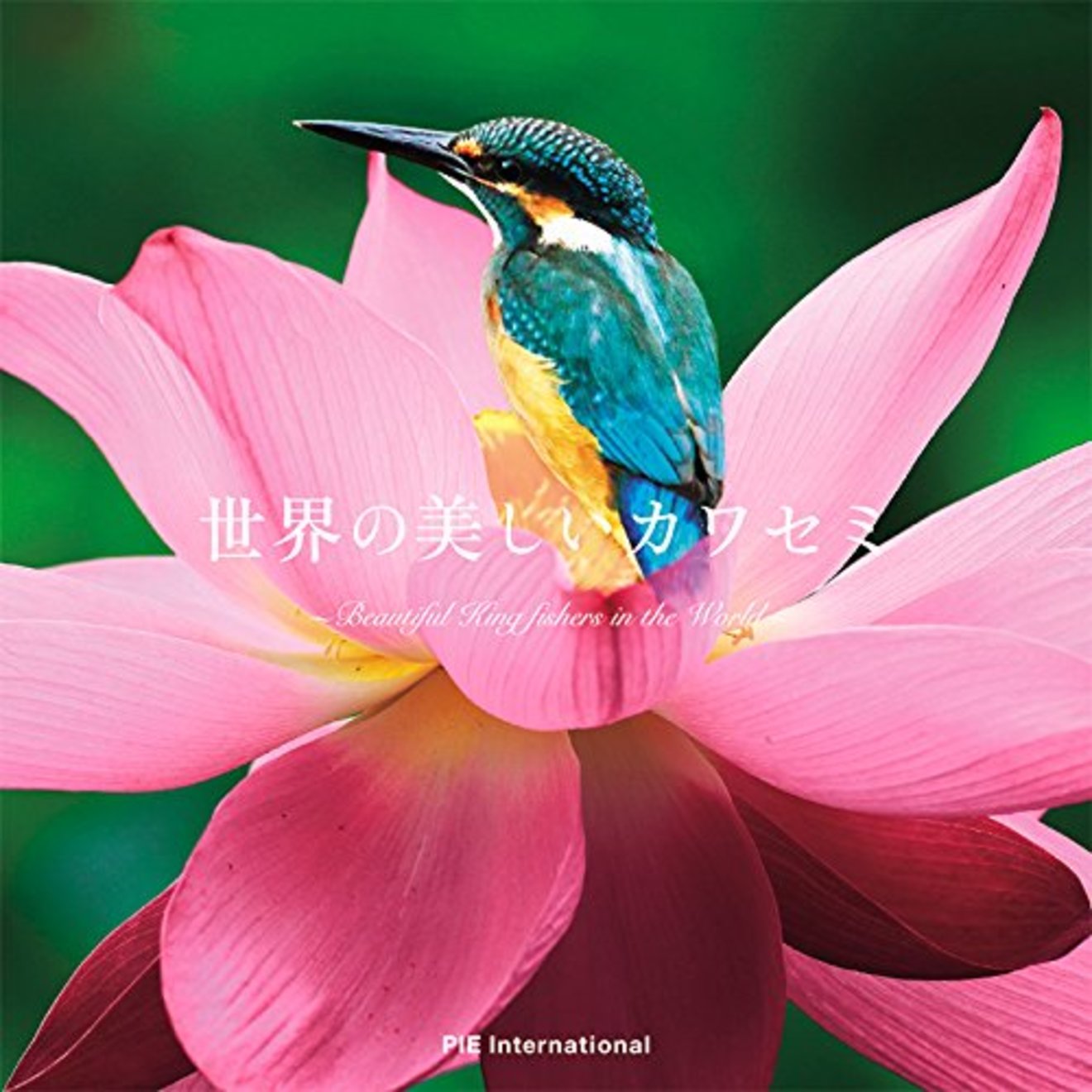 5分でわかるカワセミの生態!種類、特徴、生息地などをわかりやすく解説!