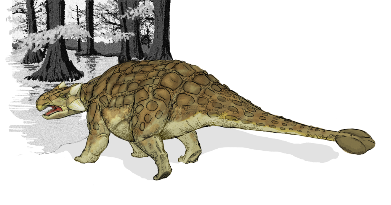 5分でわかるアンキロサウルス 尻尾のハンマーや化石など特徴を解説 教養も ホンシェルジュ