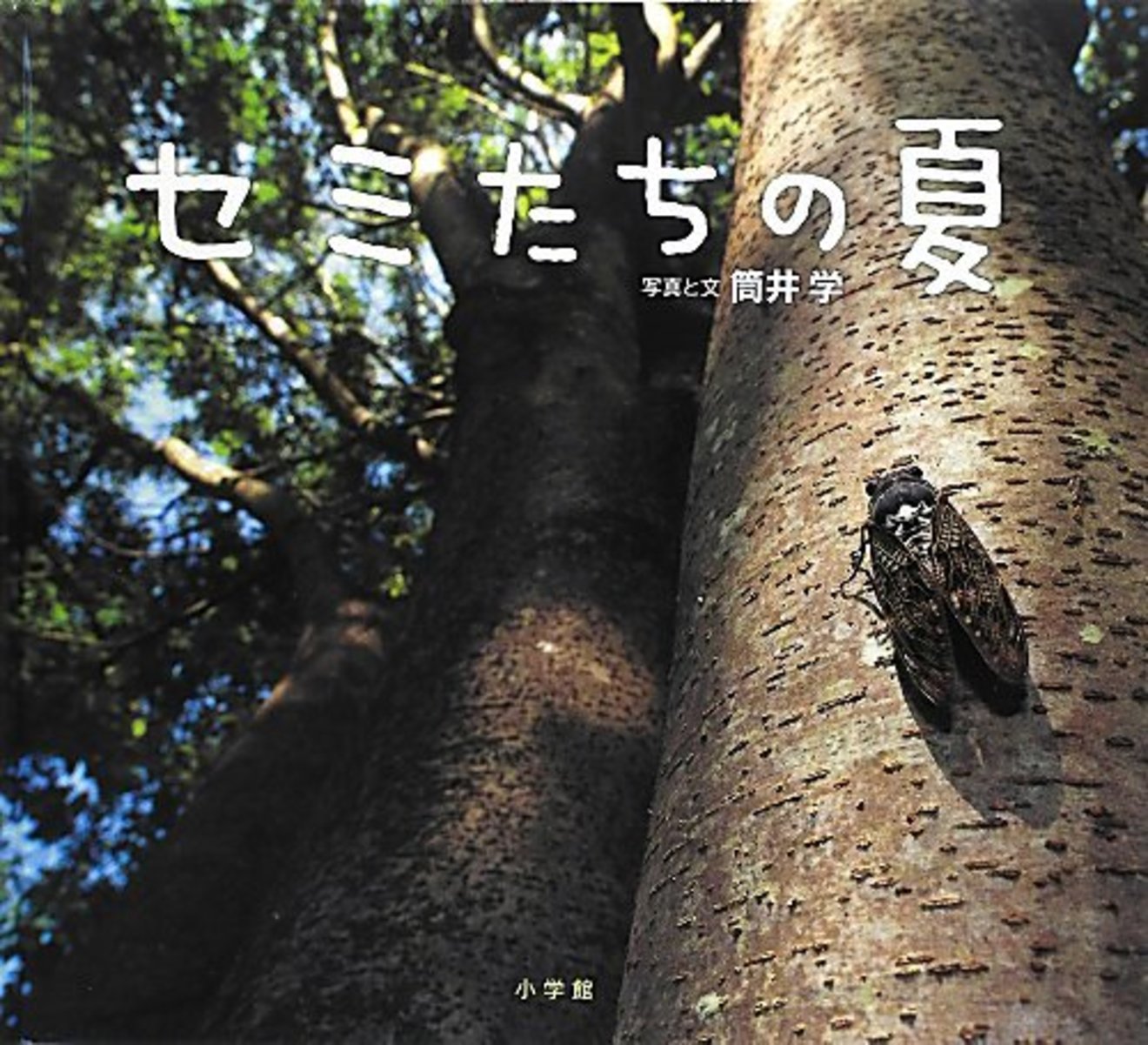 5分でわかるツクツクボウシ!鳴き声にはパターンがある?時期や生態を紹介!