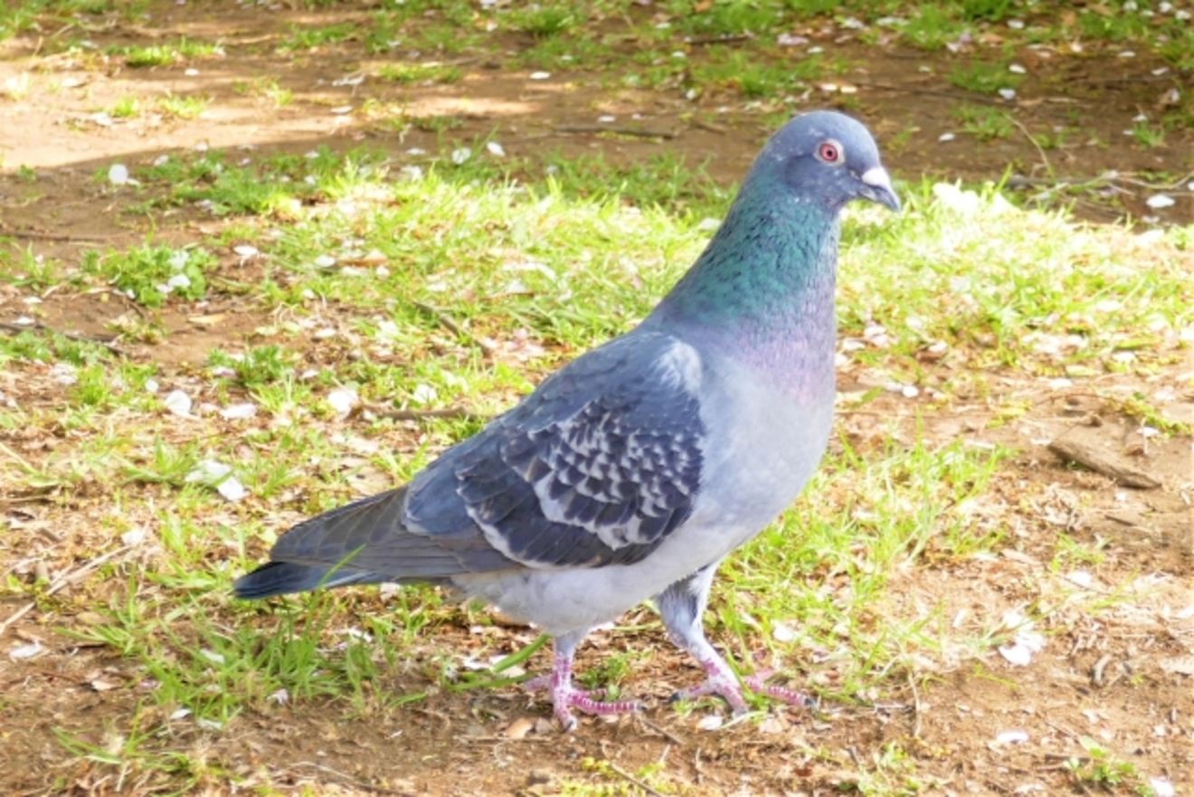 5分でわかる鳩の生態 種類や縄張り 平和の象徴となっている意味などを解説 教養も ホンシェルジュ