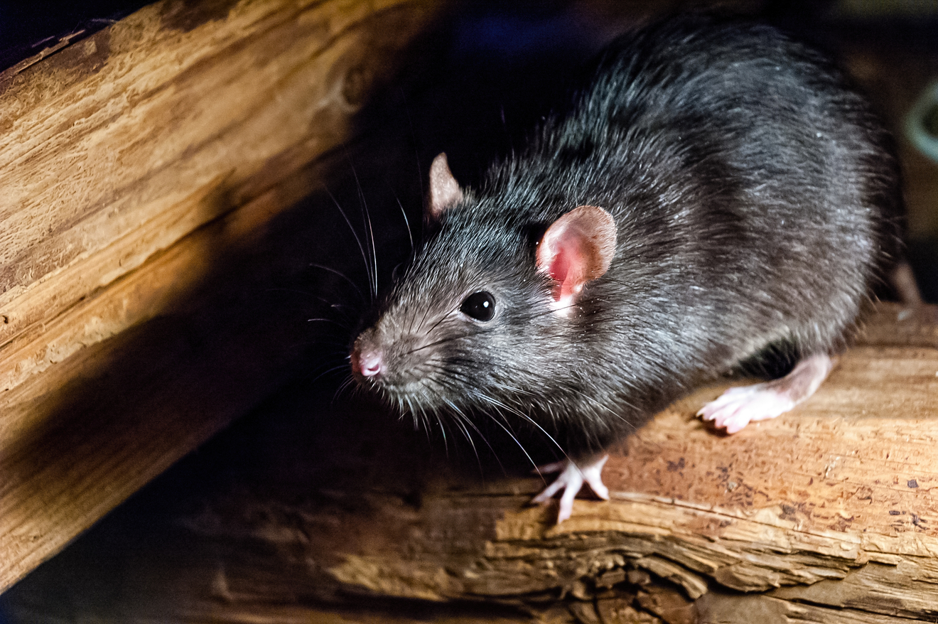 ネズミマニアが教える ネズミの種類や生態 かわいすぎる写真集や害獣対策を解説 教養も ホンシェルジュ