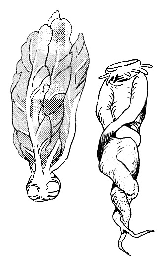 マンドレイク