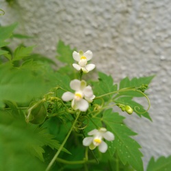 annacocoa